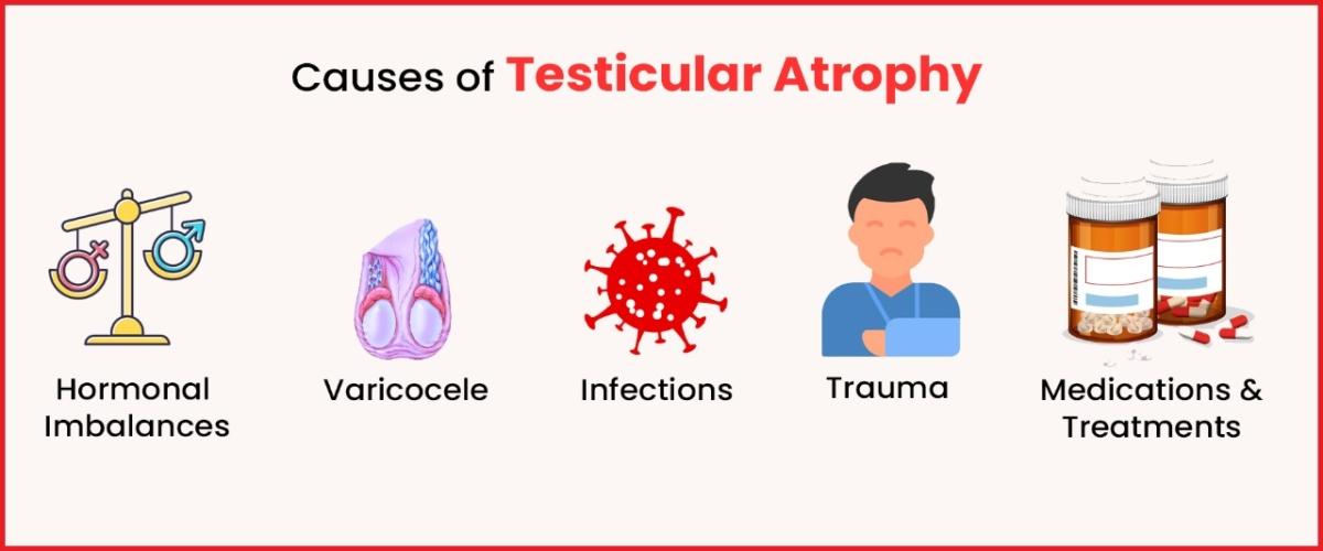 Causes of Testicular Atrophy